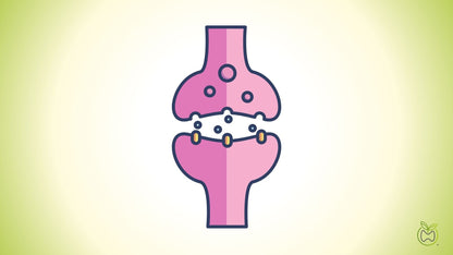 Neurotransmitters Testing
